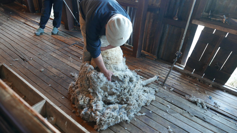 Sheep shearing the old fashioned way