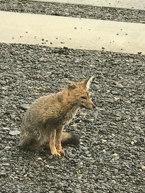 Grey fox at Chilen border