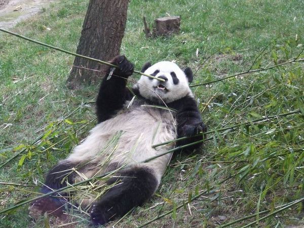 Pandapark