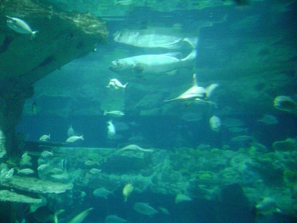 The worlds biggest aquarium anno 2005