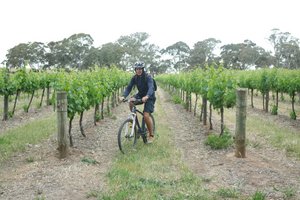 Weaving through the vineyards, Clare Valley