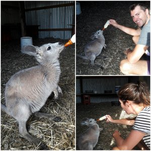 Feeding a joey (baby kangaroo)