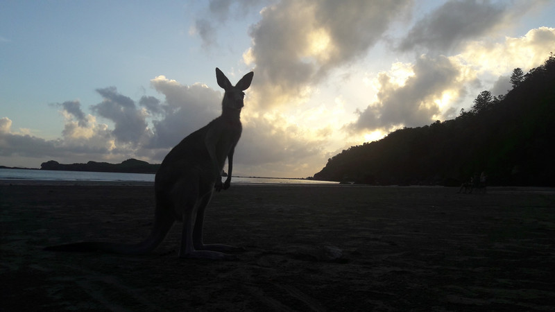 Sunrise with kangaroos at Cape Hillsborough Beach