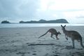 5am start to join the kangaroos on Casuarina Beach for sunrise