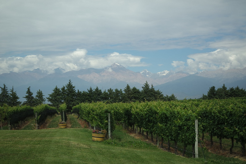 The snow capped Andes Mountain providing a picturesque backdrop to the Uco Valley vineyards