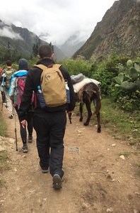 Sharing the Inca trail with llamas and donkeys...and Damo!