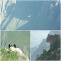 Condors at Colca Canyon 