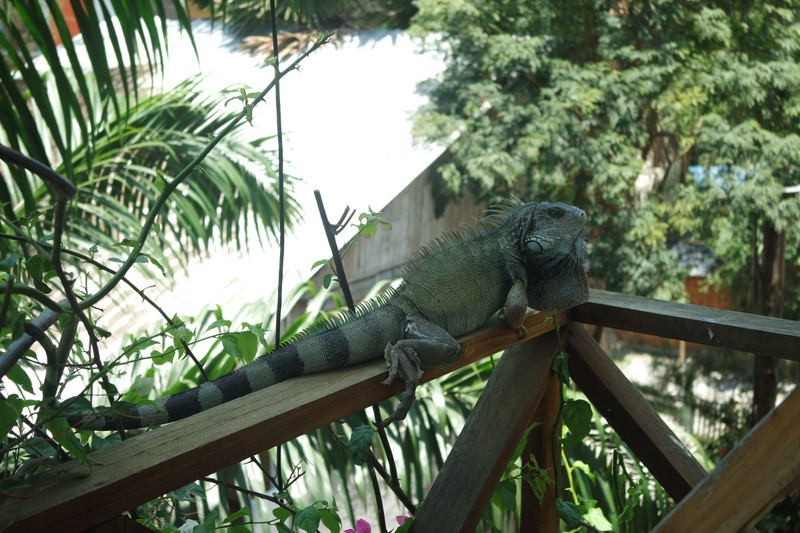 An iguana giving us company at our hostel in Montañita! 