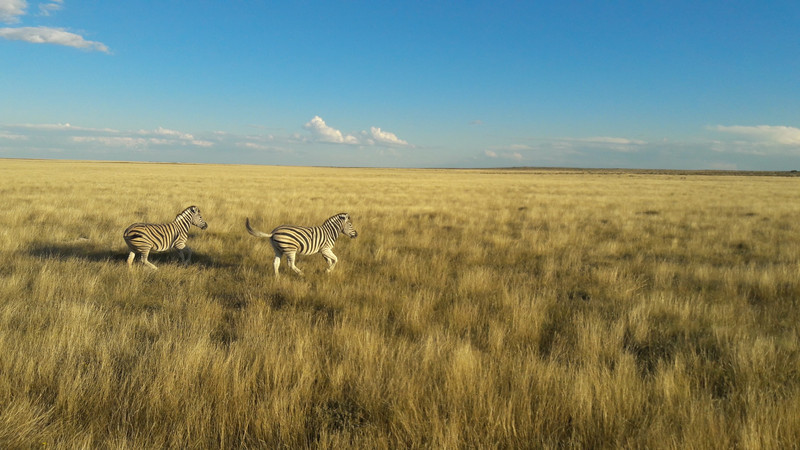 Zebras running in Africa's beautiful Etosha NP