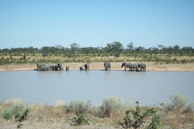 Elephants drinking at a waterhole along the "Elephant Highway"
