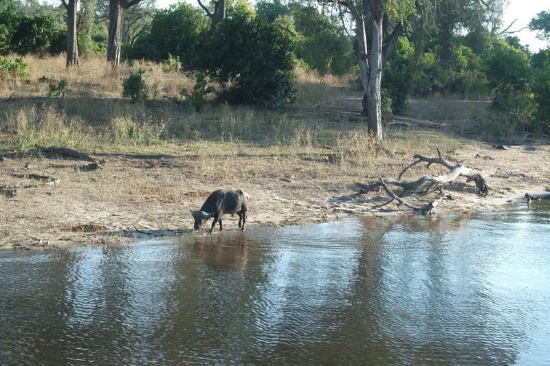 Our first sighting of a Buffalo at Chobe National Park