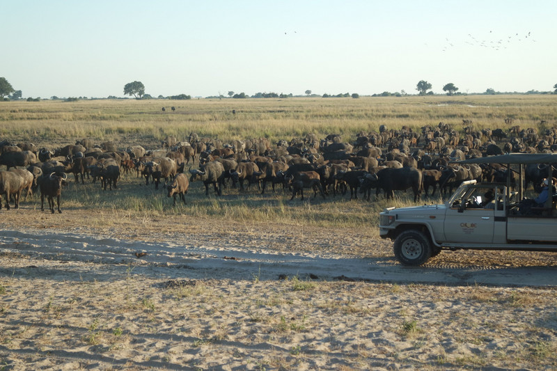 Massive herd of Buffalo at Chobe National Park