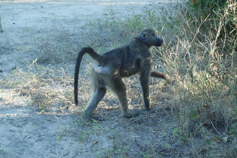 Baboon needing to get away from us 