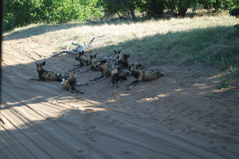 Wild Dogs at Chobe National Park