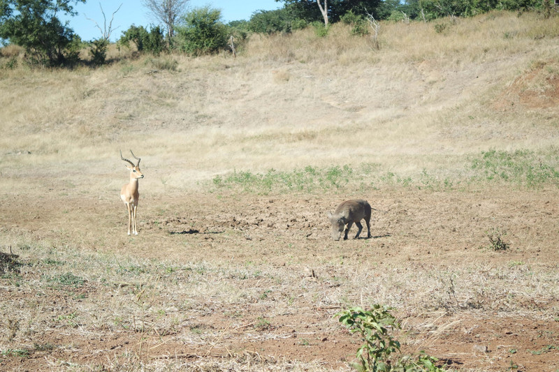 Impala in the presence of a warthog at Chobe National Park