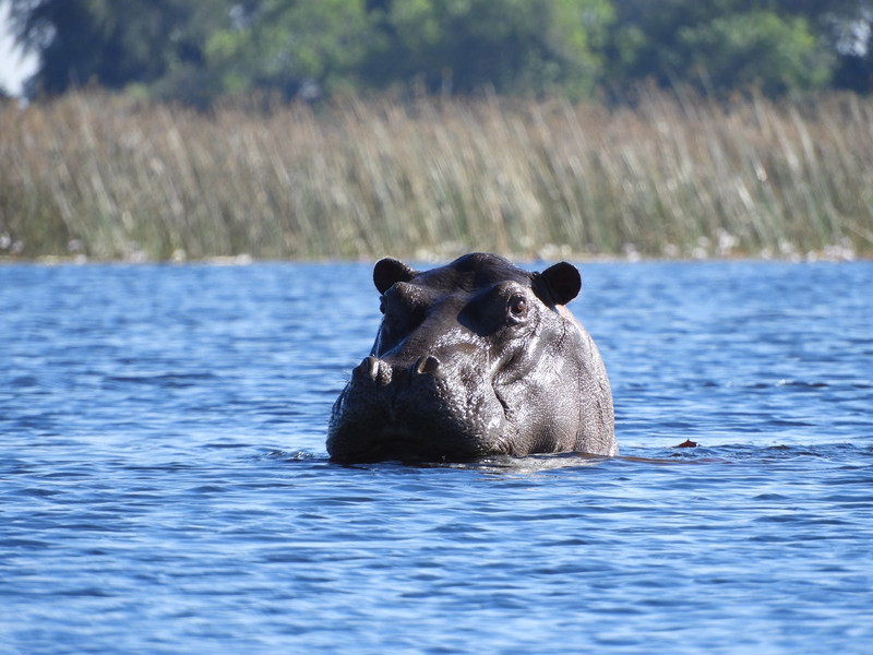 Close up of the Hippo