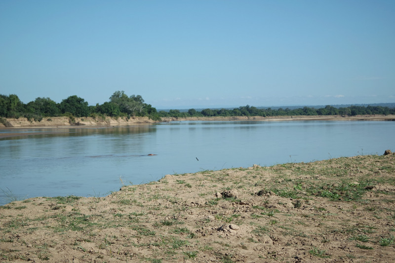 A hippo popping it's head up in the Luangwa River 