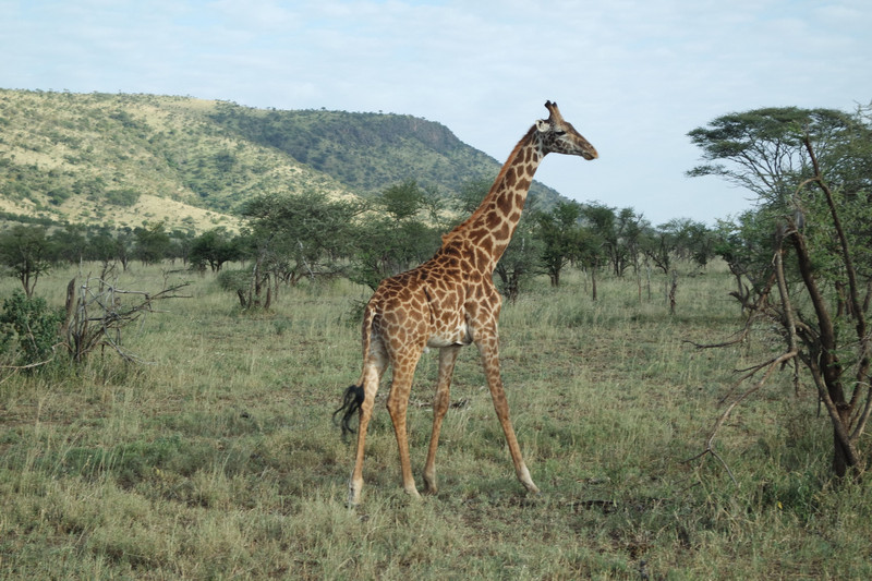 A giraffe ventures very close to the safari vehicle