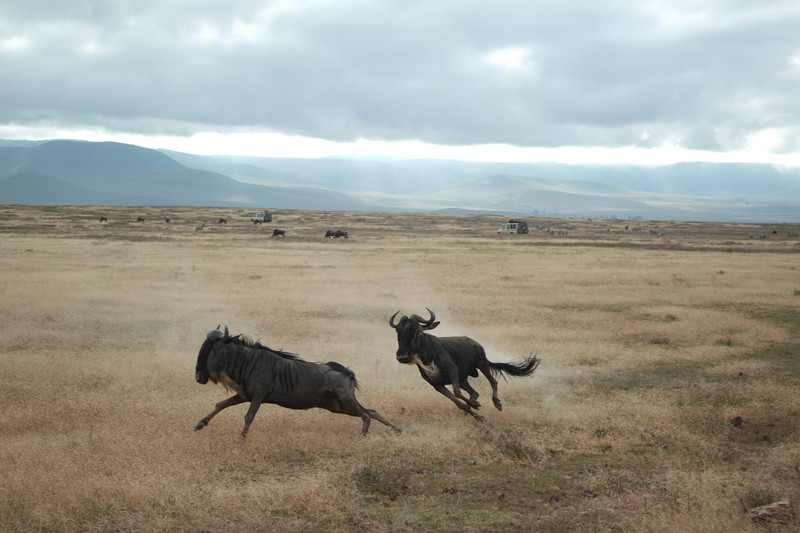 Male wildebeests fighting