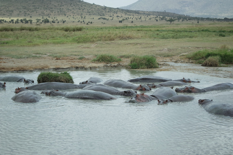 Hippo pool. 