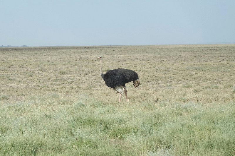 Male ostrich 
