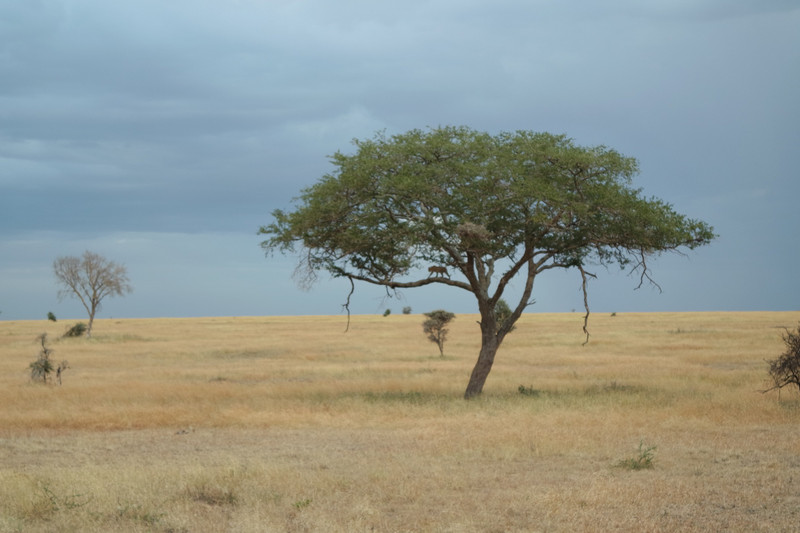 A leopard walking along a branch as two hyenas relax beneath 