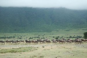 A herd of wildebeests inside the amazing crater