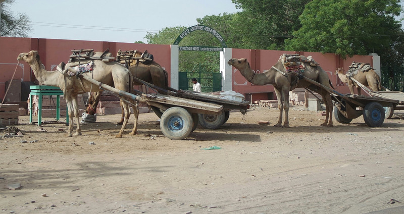 India's donkeys 