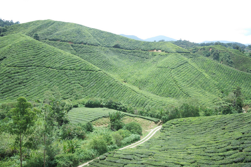 Boh Tea Plantation 