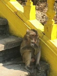 Temple monkeys