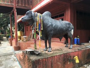 Cow at the temple