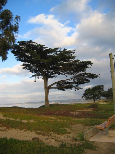 Wind-blown Tree