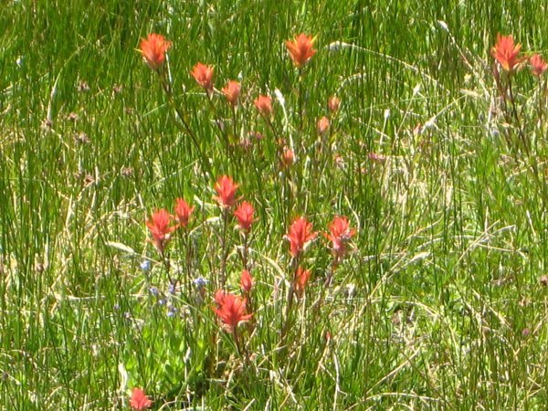 Wildflowers at Panther Meadows