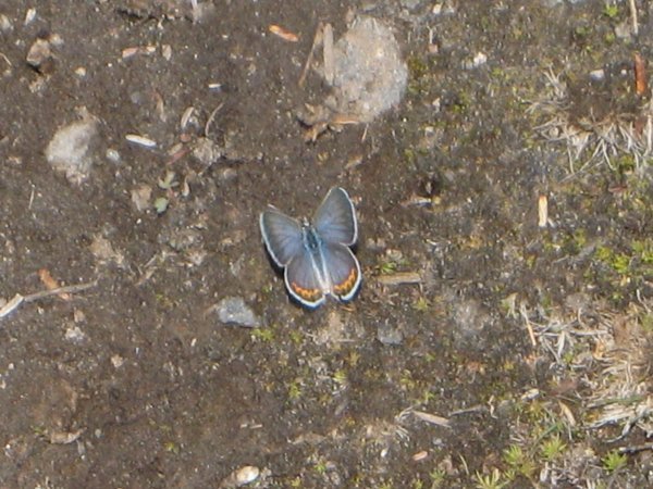 Butterfly in Panther Meadows