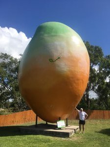 The  Big Mango