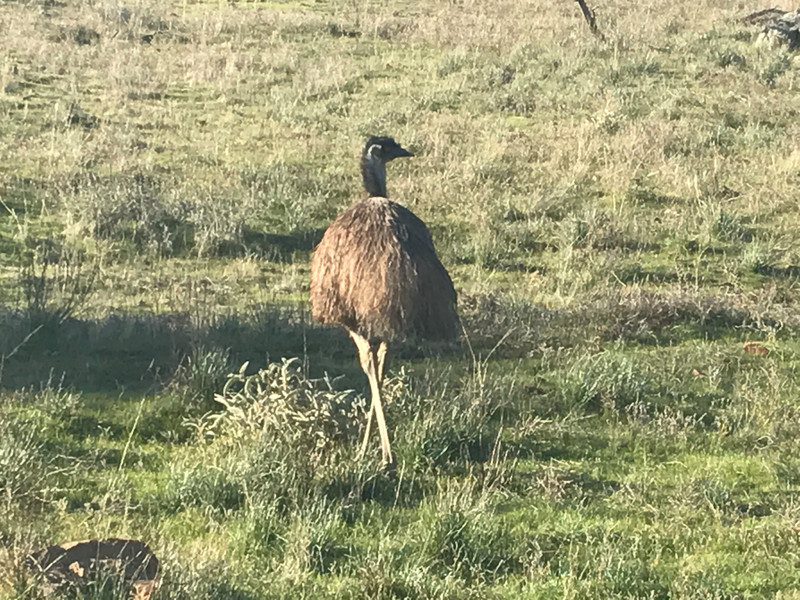 The emu