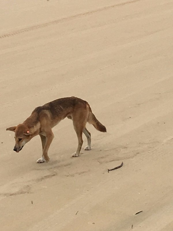 Dingo on the beach 