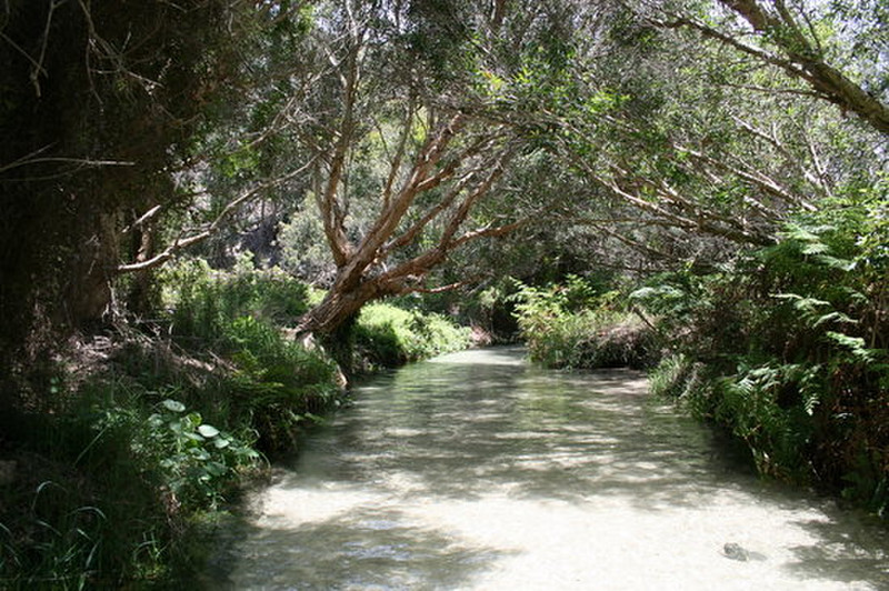 Serenity of Eli Creek