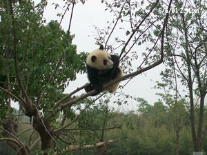 Panda on Tree