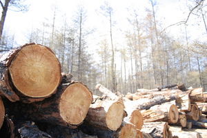 Logging is one of the activities in the Khovsgol region