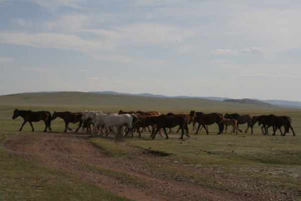 Horses gallop by
