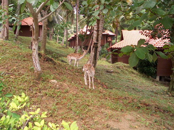 Deers roam freely on the island