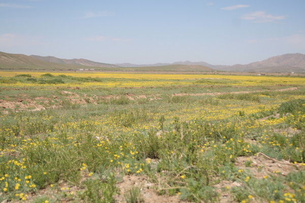 Beautiful fields of yellow flowers in the country