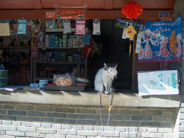 猫看管的店铺