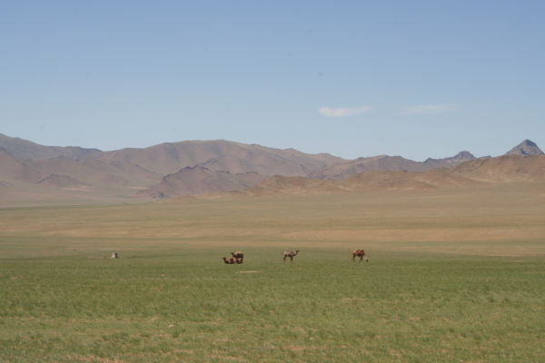 We spotted some camels on the way