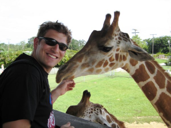 Feeding a Girafe
