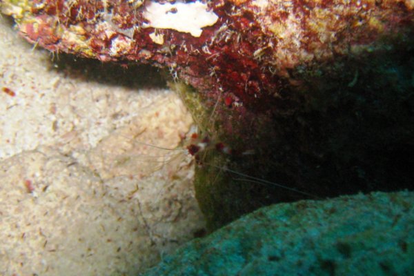 Coral Shrimp