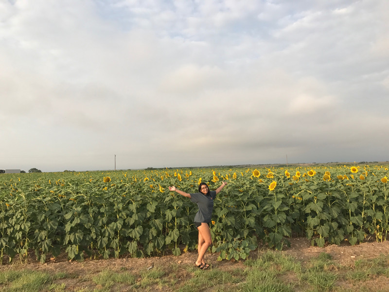 Sunflower crop in Winters, TX