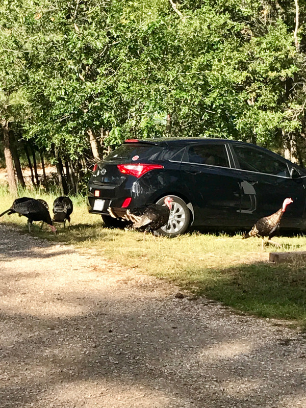These wild turkeys won't leave us alone
