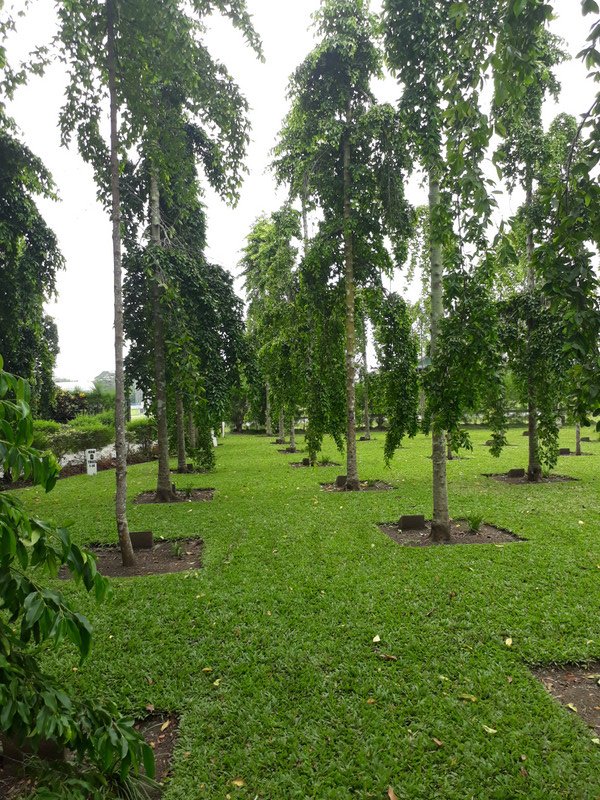 Trees at Guadacanal Memorial
